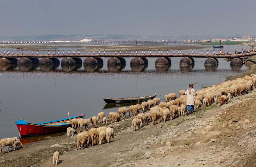 A flock of sheep grazing on the riverbank at Prayagraj below a pontoon bridge, with boats on the water.