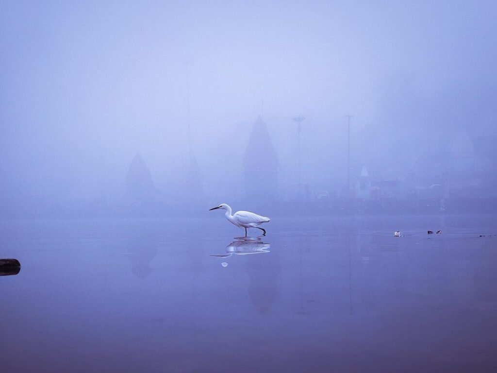 A white egret standing in the Shipra on a blue, foggy morning at Ram Ghat, with temple outlines faint behind.
